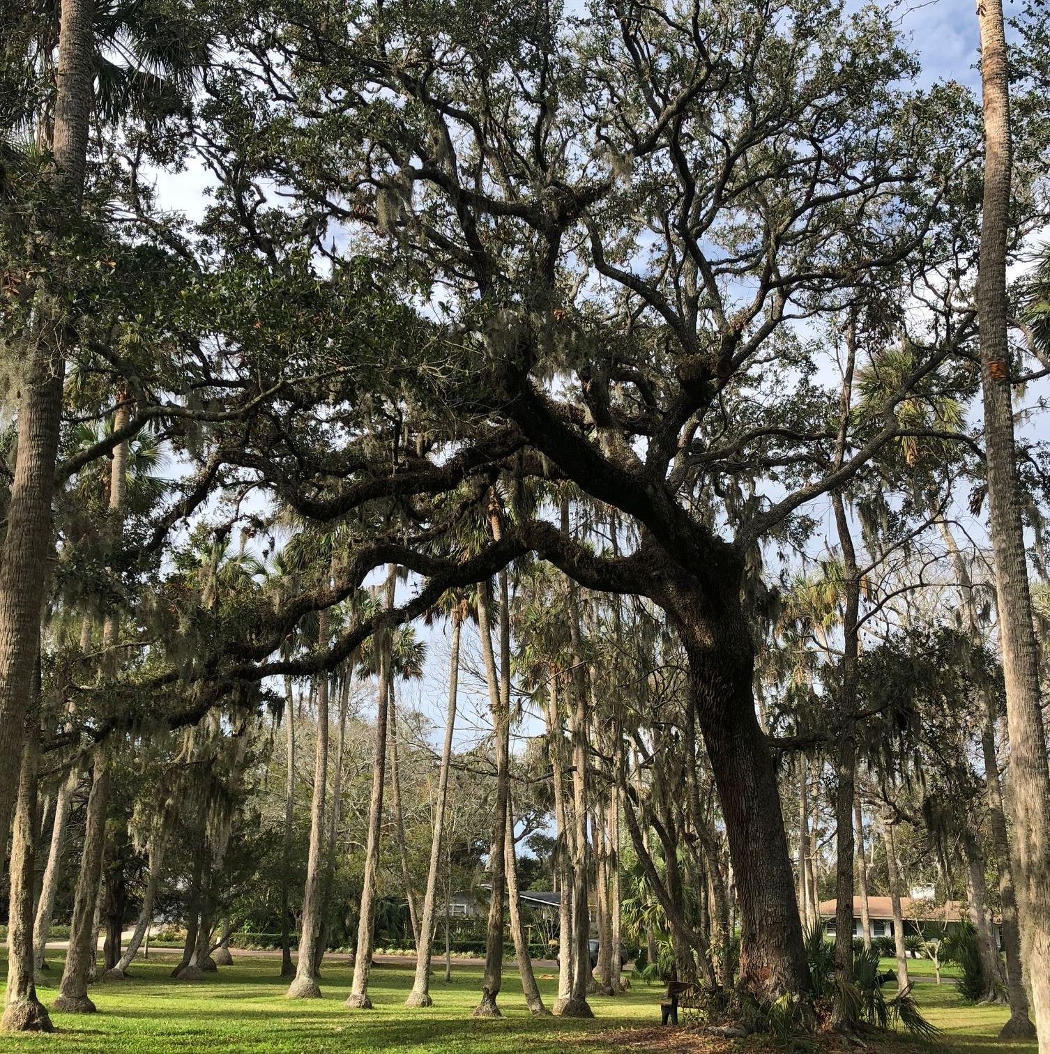 HeritageTreeJohansenPark