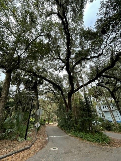 19th and Sherry- Companion Tree- 2022