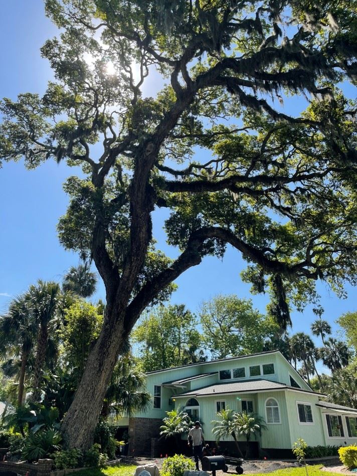 1959 Brista De Mar- Guardian of Brista- 2022