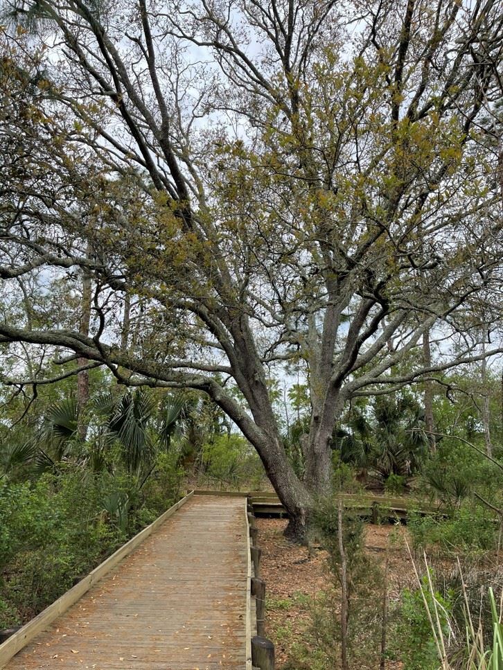 Tideviews- Tideviews Tree- 2022