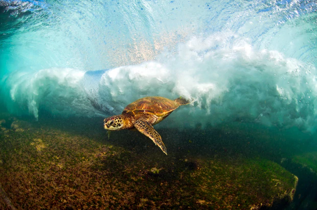SeaTurtle