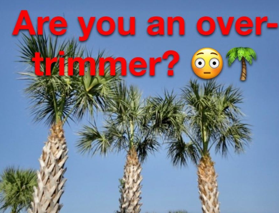 PalmTreeTrimGraphic